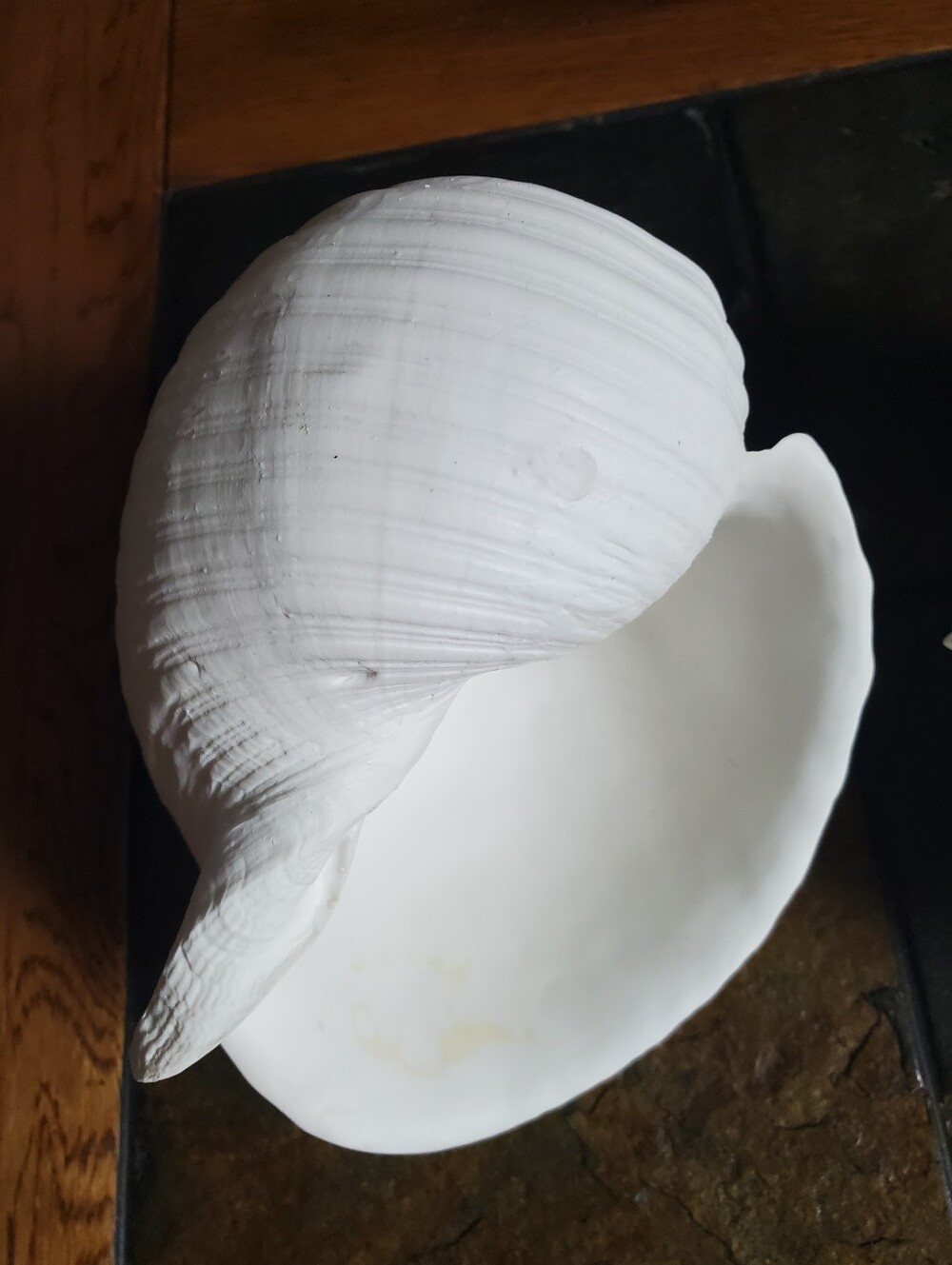 2 White Faux Conch Seashells Beach Decor - Picture 6 of 10